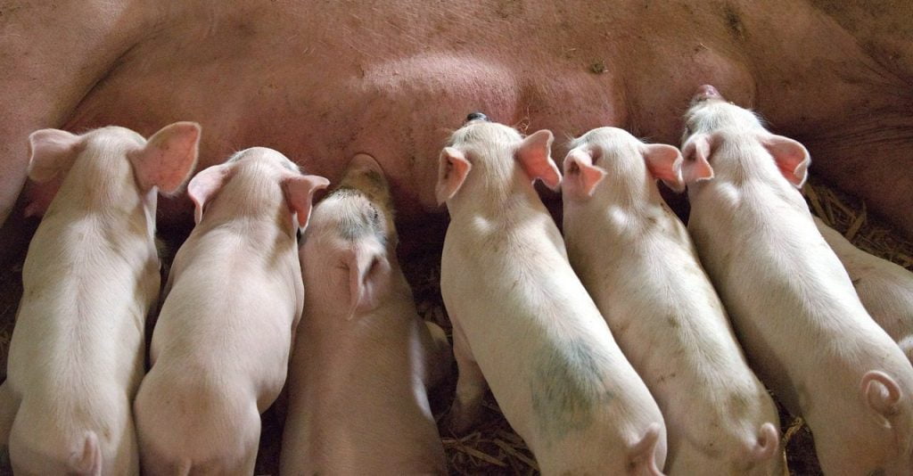 El papel de la nutrición animal en casos de Peste Porcina - ICC Brazil