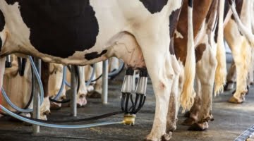 Yeast Components Improve Milk Production