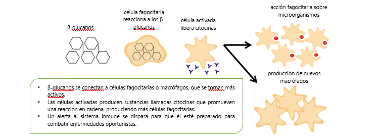 β-glucanas