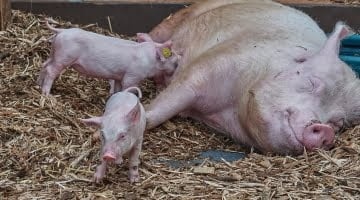 The importance of palatability for weaning piglets