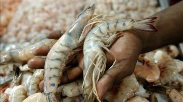 The relation between immunity and productivity for the Whiteleg Shrimp (Litopenaeus vannamei)