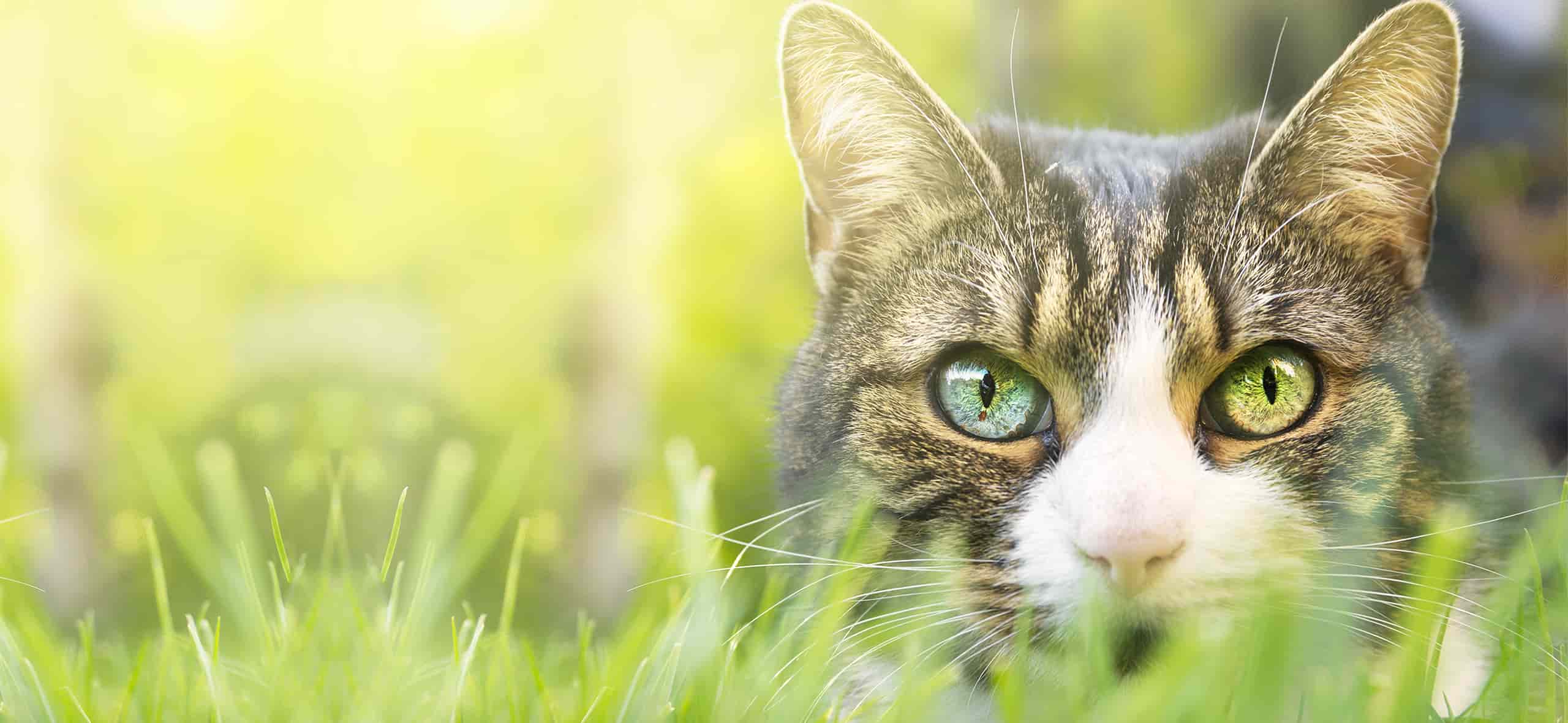 Tutores investem no bem-estar dos felinos