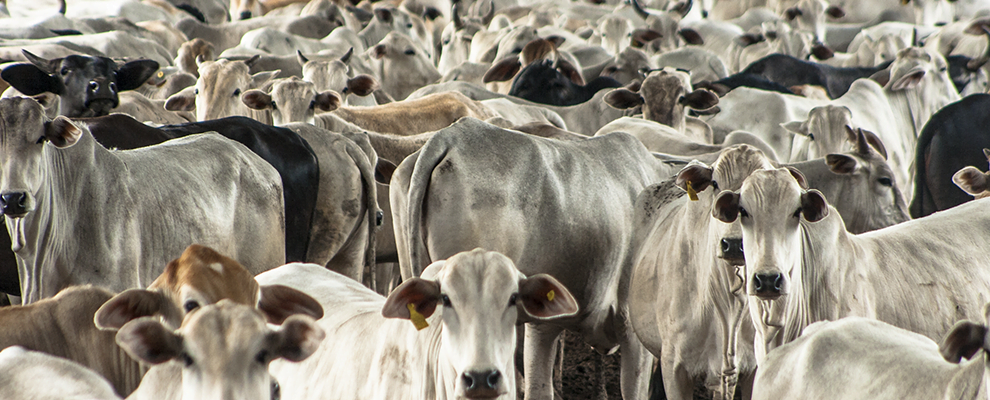 Estudio demuestra que la suplementación con aditivos naturales a base de levadura disminuye los problemas respiratorios en el ganado confinado