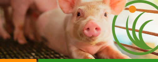 Serie Manejo Seguro: el manejo nutricional adecuado evita la competencia por alimento y mejora los índices de producción de cerdos