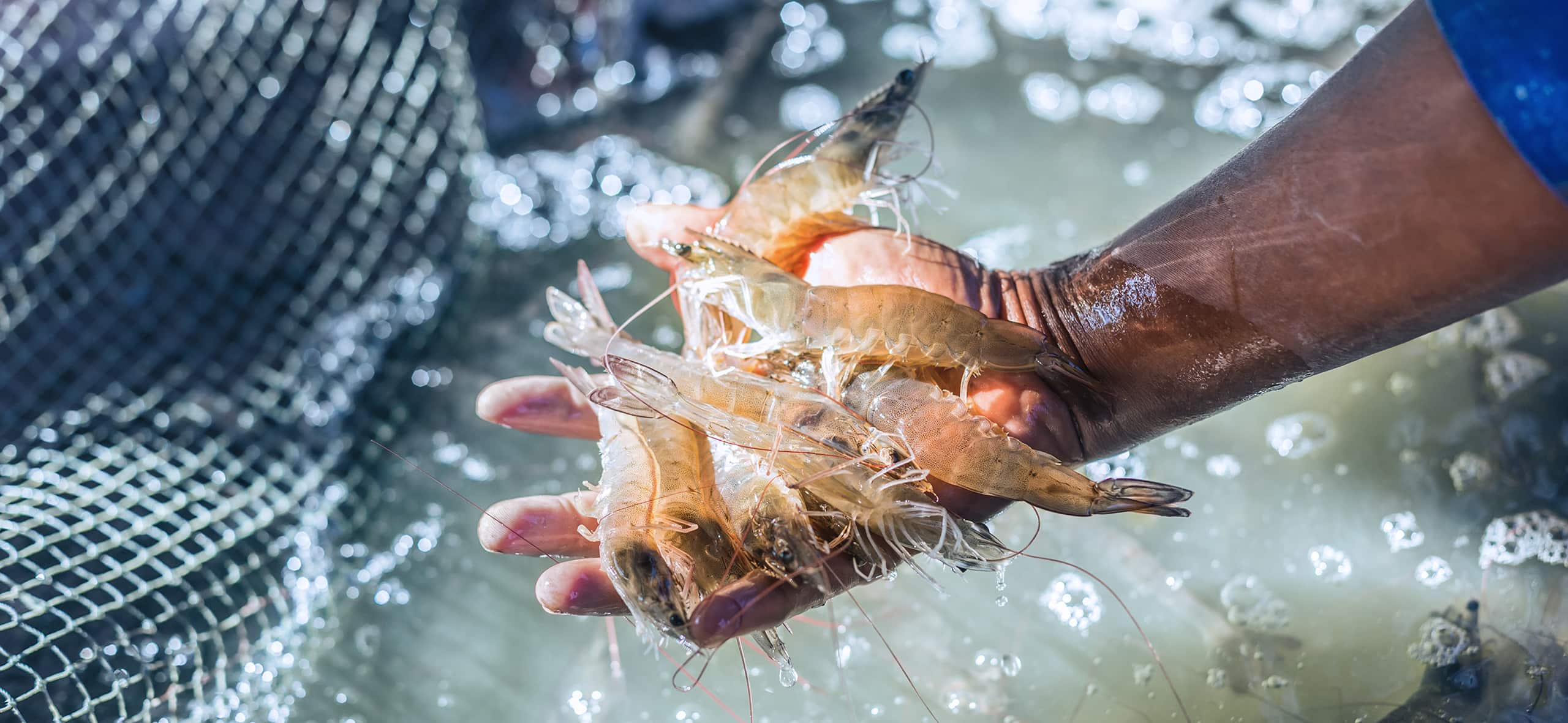 Safe Management Series: learn how to maintain water quality in aquaculture
