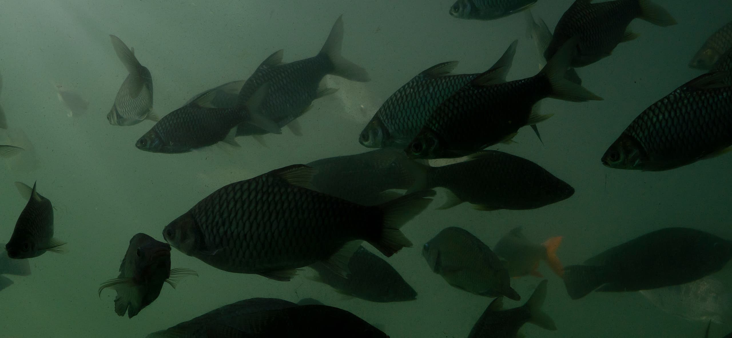 Série Manejo Seguro: densidade de estocagem e reflexo na aquicultura