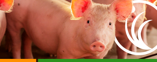 Safe Management Series: pig welfare and its impact on production rates