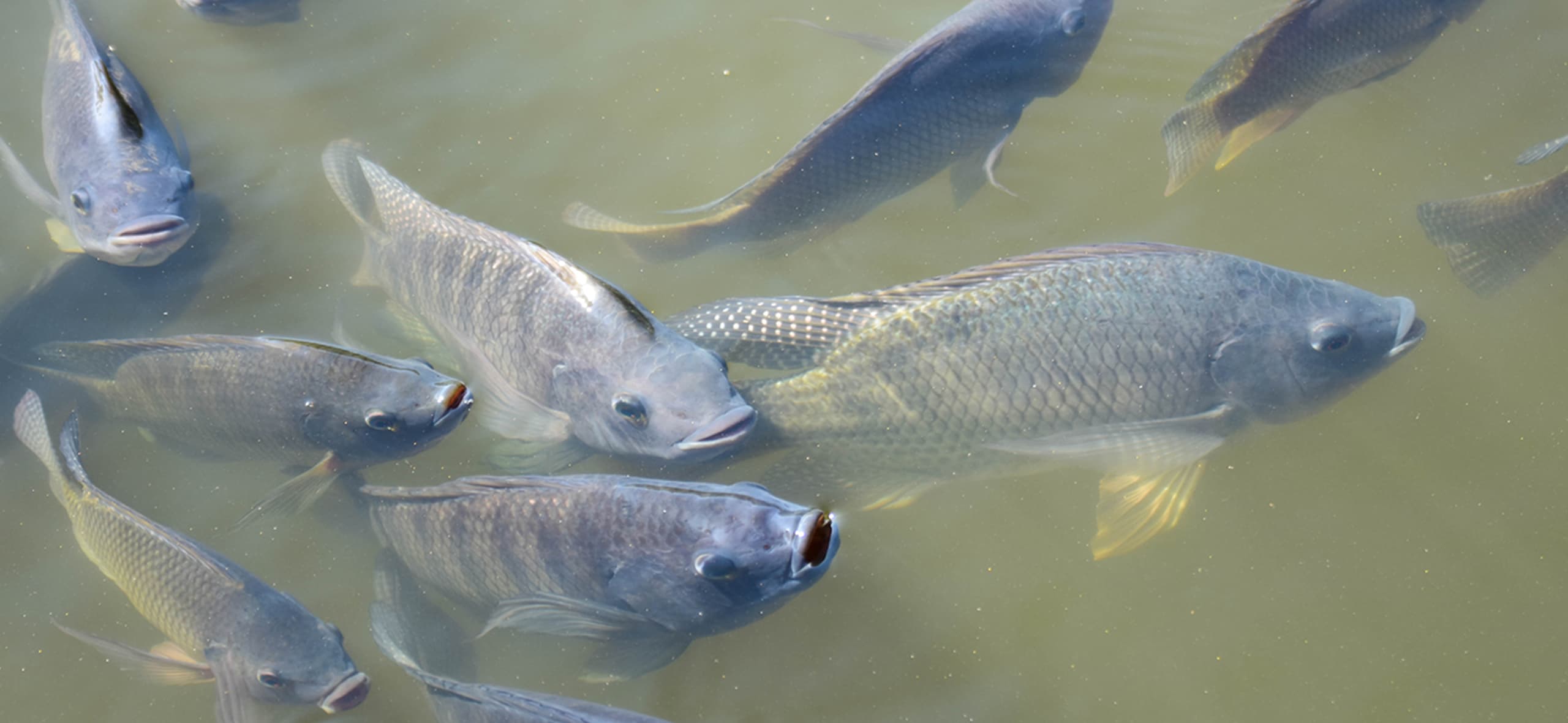 Safe Management Series: the role of preventive health management in aquaculture