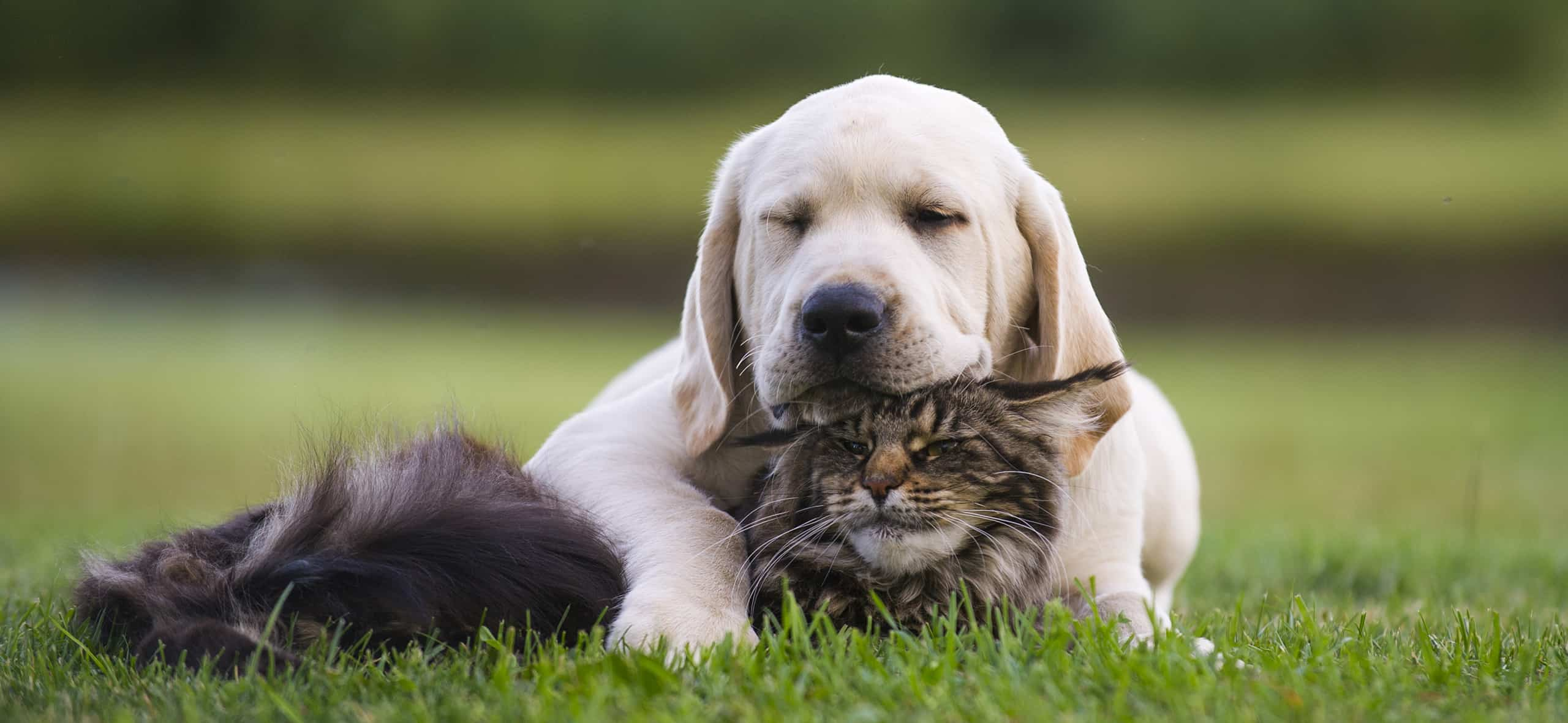 Aditivos a base de levadura y estas como fuente de nutrientes para cada tipo de alimento para mascotas: todo lo que necesita saber al elegir