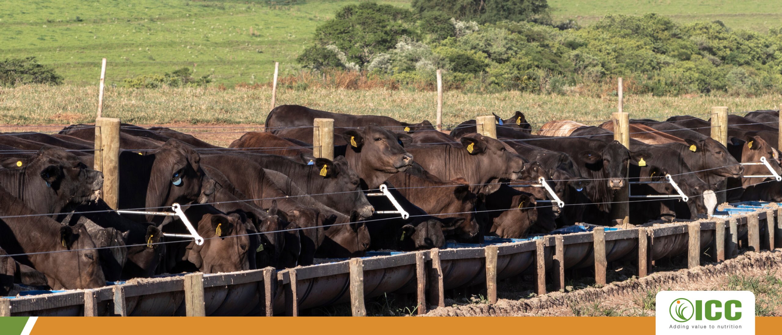 Animal welfare and facilities in cattle farming