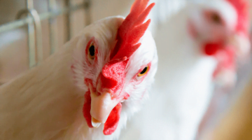 Caso exitoso: Liposorb® eleva índices de fabricación de raciones y rendimiento de las aves