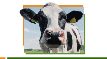 Animal nutrition in the summer: learn how to overcome the main challenges of the season