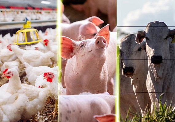 Conceptos de inmunonutrición aplicados a producción animal