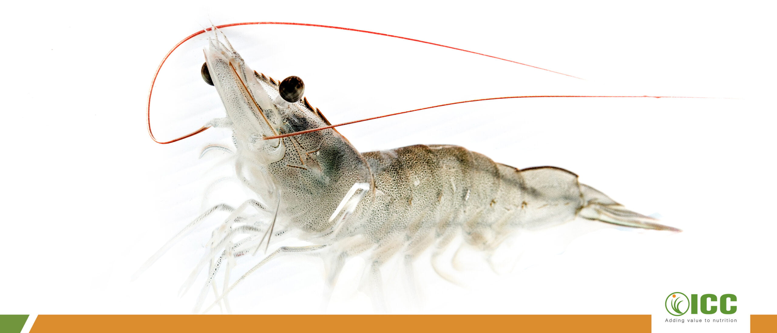 Sustainable protein sources in shrimp diets