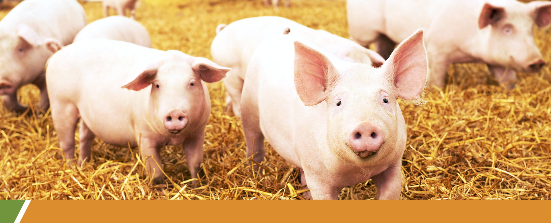 Importance of biosecurity programs for prudent use of antibiotics in pig farming